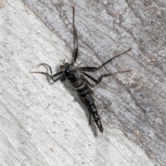 Boreoides subulatus at Magpie Hill Park, Lyneham - 16 Apr 2024 11:26 AM