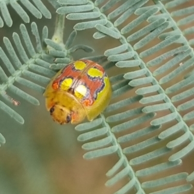 Paropsisterna gloriosa at Towrang, NSW - 17 Apr 2024 by clarehoneydove