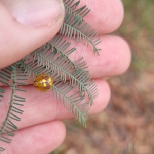 Paropsisterna gloriosa at Towrang, NSW - 17 Apr 2024