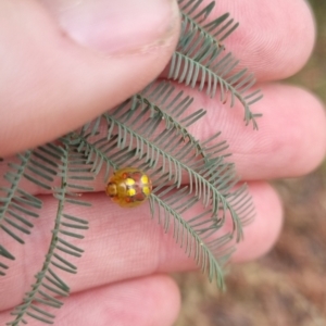 Paropsisterna gloriosa at Towrang, NSW - 17 Apr 2024