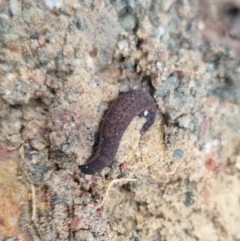 Ooperipatus costatus (A velvet worm) at Towrang, NSW - 17 Apr 2024 by clarehoneydove