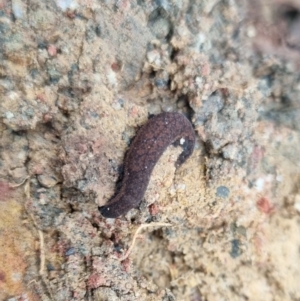 Unidentified Velvet worm or Peripatus (Onychophora) at suppressed by clarehoneydove