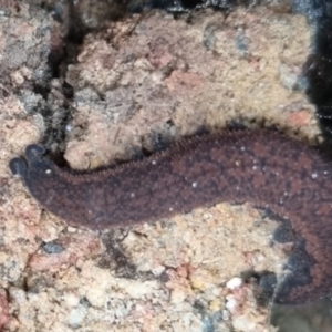Ooperipatus costatus at Towrang, NSW - 17 Apr 2024