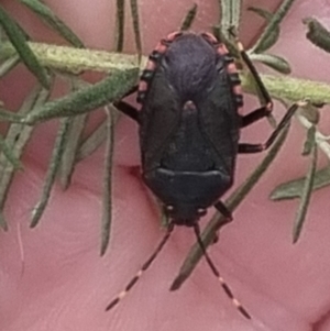 Notius depressus at Towrang, NSW - 17 Apr 2024