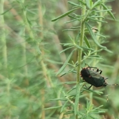 Notius depressus at Towrang, NSW - 17 Apr 2024