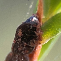 Unidentified Leafhopper or planthopper (Hemiptera, several families) at QPRC LGA - 17 Apr 2024 by Hejor1