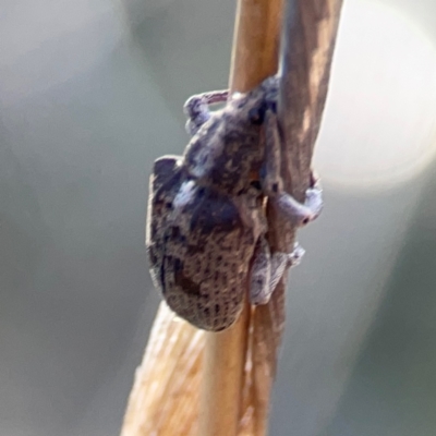 Gonipterus sp. (genus) at Cuumbeun Nature Reserve - 17 Apr 2024 by Hejor1