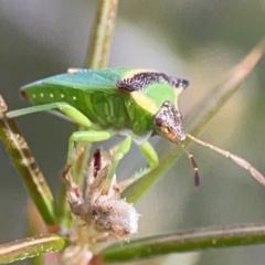 Unidentified Shield, Stink or Jewel Bug (Pentatomoidea) at Carwoola, NSW - 17 Apr 2024 by Hejor1