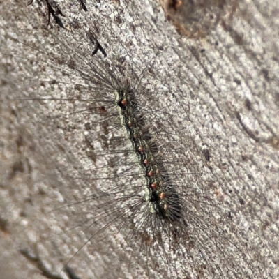 Anestia (genus) (A tiger moth) at Cuumbeun Nature Reserve - 17 Apr 2024 by Hejor1