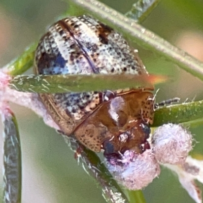 Paropsides umbrosa (A leaf beetle) at Cuumbeun Nature Reserve - 17 Apr 2024 by Hejor1