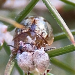 Paropsides umbrosa at QPRC LGA - 17 Apr 2024