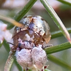 Paropsides umbrosa at QPRC LGA - 17 Apr 2024