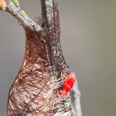 Trombidiidae (family) (Red velvet mite) at Cuumbeun Nature Reserve - 17 Apr 2024 by Hejor1