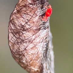 Trombidiidae (family) at QPRC LGA - 17 Apr 2024