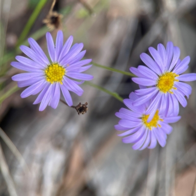 Brachyscome rigidula (Hairy Cut-leaf Daisy) at QPRC LGA - 17 Apr 2024 by Hejor1