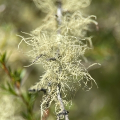Usnea sp. (genus) (Bearded lichen) at Cuumbeun Nature Reserve - 17 Apr 2024 by Hejor1