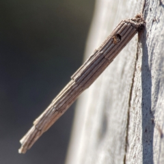 Lepidoscia arctiella (Tower Case Moth) at Cuumbeun Nature Reserve - 17 Apr 2024 by Hejor1