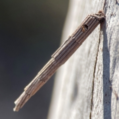 Lepidoscia arctiella (Tower Case Moth) at QPRC LGA - 17 Apr 2024 by Hejor1