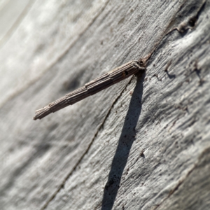 Lepidoscia arctiella at QPRC LGA - 17 Apr 2024