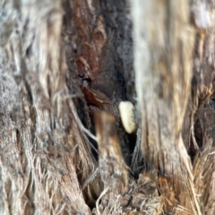 Blattidae sp. (family) (Unidentified blattid cockroach) at Carwoola, NSW - 17 Apr 2024 by Hejor1
