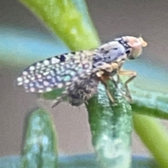 Unidentified Other true fly at Greenleigh, NSW - 17 Apr 2024 by Hejor1