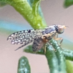 Tephritidae sp. (family) at QPRC LGA - 17 Apr 2024 04:28 PM