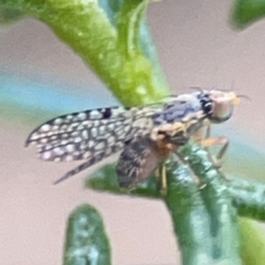 Tephritidae sp. (family) at QPRC LGA - 17 Apr 2024