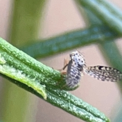 Tephritidae sp. (family) at QPRC LGA - 17 Apr 2024