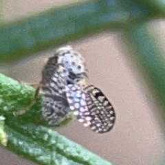 Tephritidae sp. (family) at QPRC LGA - 17 Apr 2024