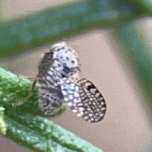 Tephritidae sp. (family) at QPRC LGA - 17 Apr 2024