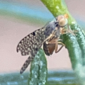 Tephritidae sp. (family) at QPRC LGA - 17 Apr 2024