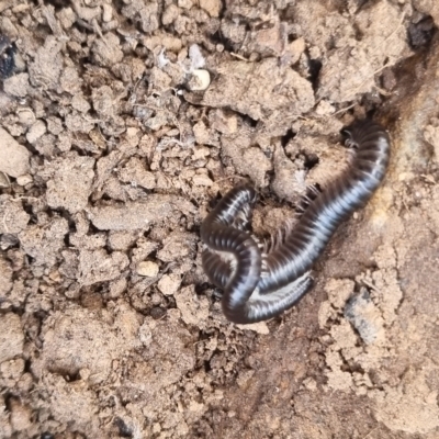 Ommatoiulus moreleti (Portuguese Millipede) at Bungendore, NSW - 17 Apr 2024 by clarehoneydove