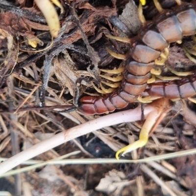 Cormocephalus aurantiipes (Orange-legged Centipede) at Bungendore, NSW - 17 Apr 2024 by clarehoneydove
