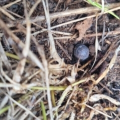 Armadillidium vulgare (Slater bug, woodlouse, pill bug, roley poley) at Bungendore, NSW - 17 Apr 2024 by clarehoneydove