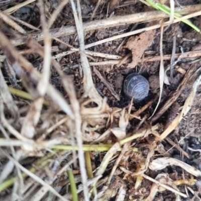 Armadillidium vulgare (Slater bug, woodlouse, pill bug, roley poley) at Bungendore, NSW - 17 Apr 2024 by clarehoneydove