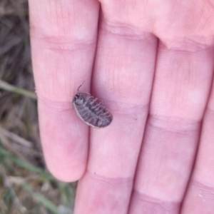 Armadillidium vulgare at QPRC LGA - 17 Apr 2024