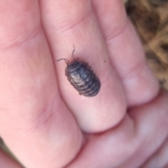 Armadillidium vulgare at QPRC LGA - 17 Apr 2024