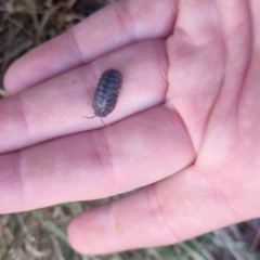 Armadillidium vulgare at QPRC LGA - suppressed