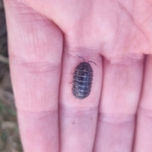 Armadillidium vulgare at QPRC LGA - suppressed