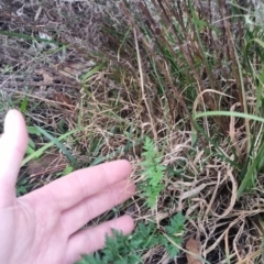 Cheilanthes sieberi subsp. sieberi (Narrow Rock Fern) at QPRC LGA - 17 Apr 2024 by clarehoneydove