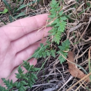 Cheilanthes sieberi subsp. sieberi at QPRC LGA - 17 Apr 2024