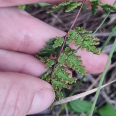 Cheilanthes sieberi subsp. sieberi at QPRC LGA - suppressed