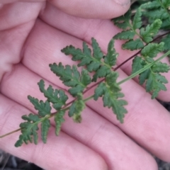 Cheilanthes sieberi subsp. sieberi at QPRC LGA - 17 Apr 2024