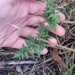 Cheilanthes sieberi subsp. sieberi at QPRC LGA - 17 Apr 2024