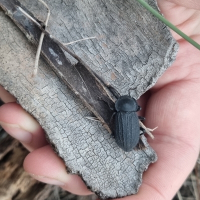 Byallius sp. (genus) (Byallius darkling beetle) at suppressed - 17 Apr 2024 by clarehoneydove