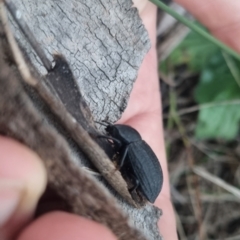 Byallius sp. (genus) at QPRC LGA - suppressed