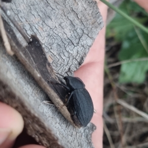 Byallius sp. (genus) at QPRC LGA - suppressed