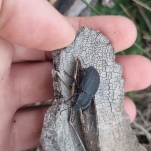 Byallius sp. (genus) at QPRC LGA - suppressed