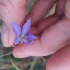 Wahlenbergia capillaris (Tufted Bluebell) at Bungendore, NSW - 17 Apr 2024 by clarehoneydove