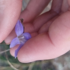 Wahlenbergia capillaris at QPRC LGA - 17 Apr 2024